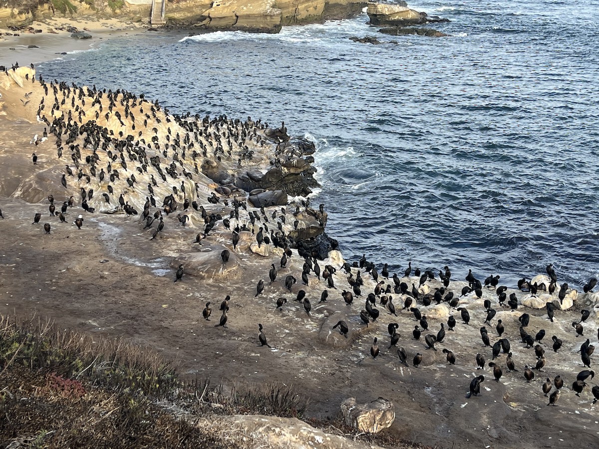 Brandt's Cormorant - ML643260783