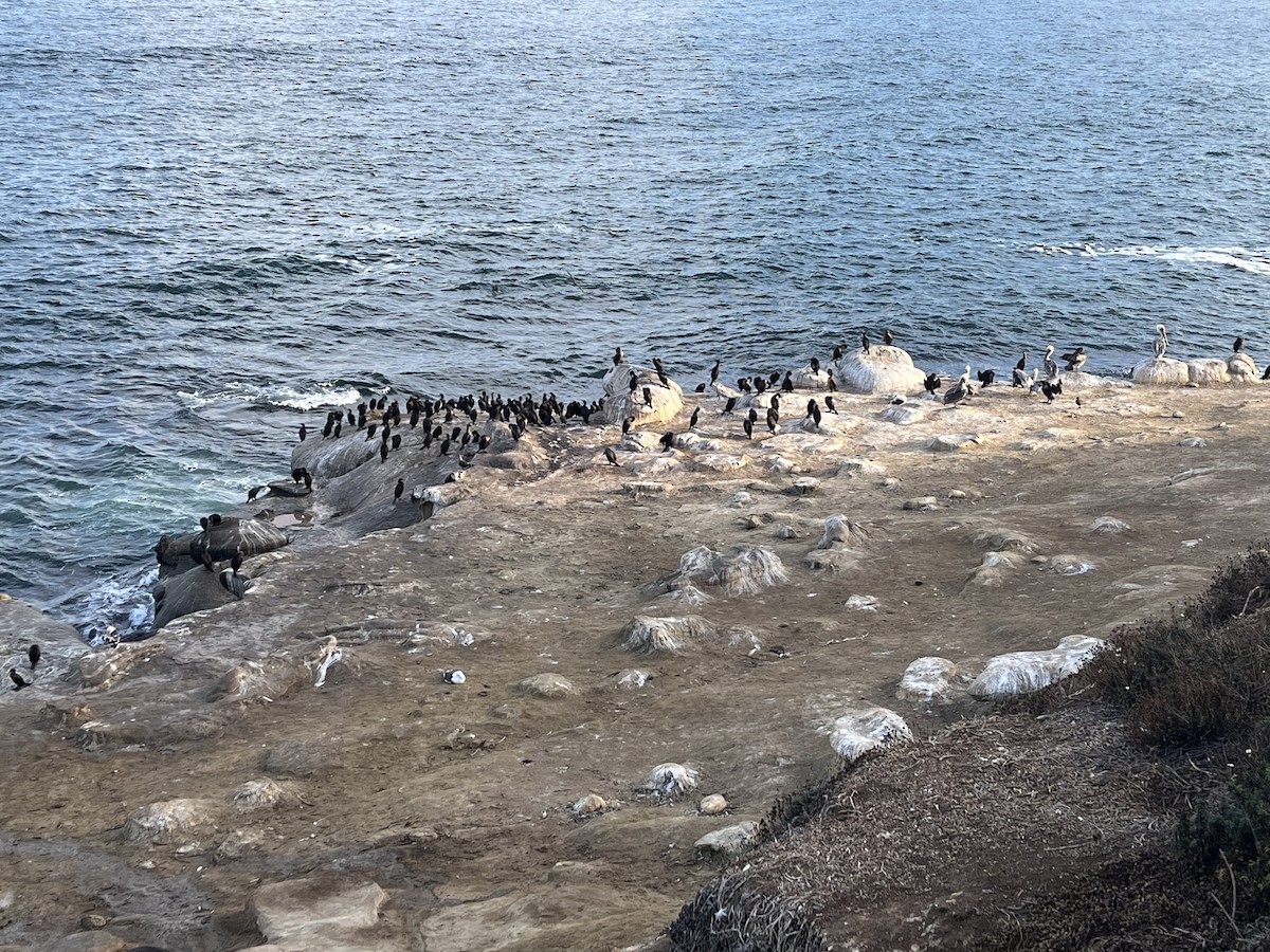 Brandt's Cormorant - ML643260784