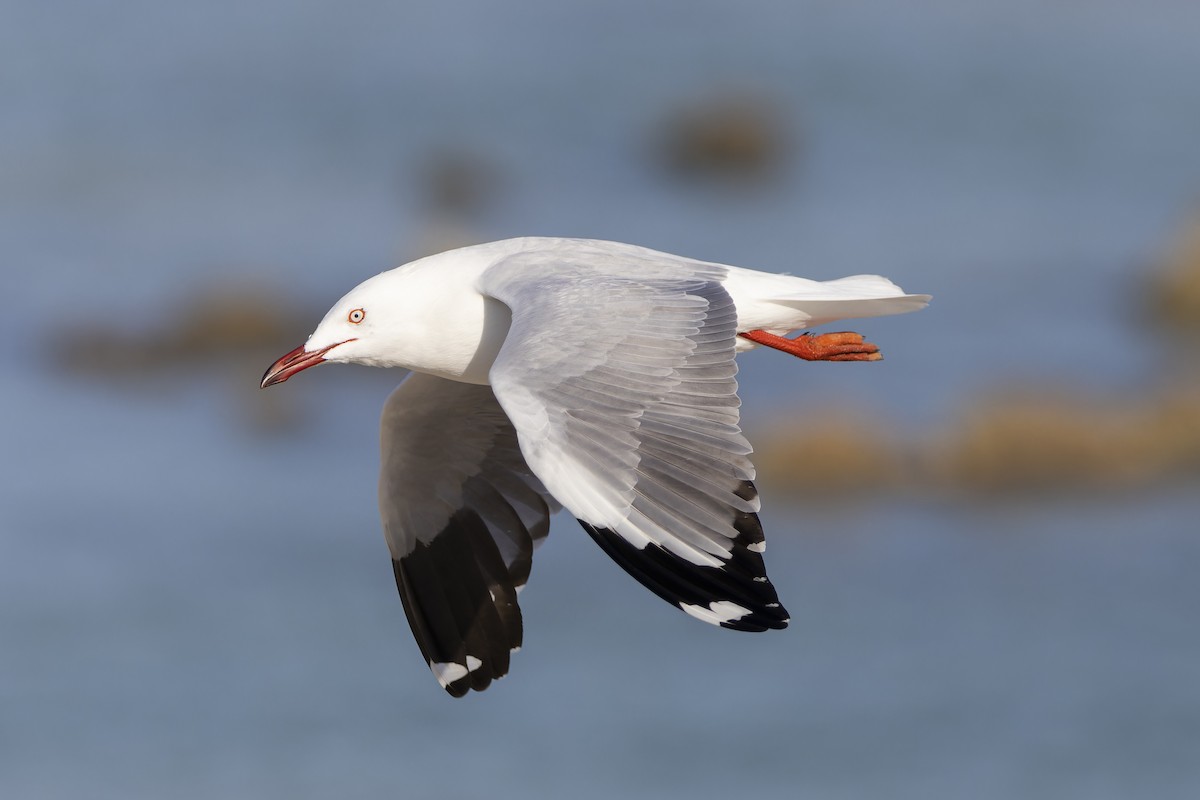 racek australský - ML643260785