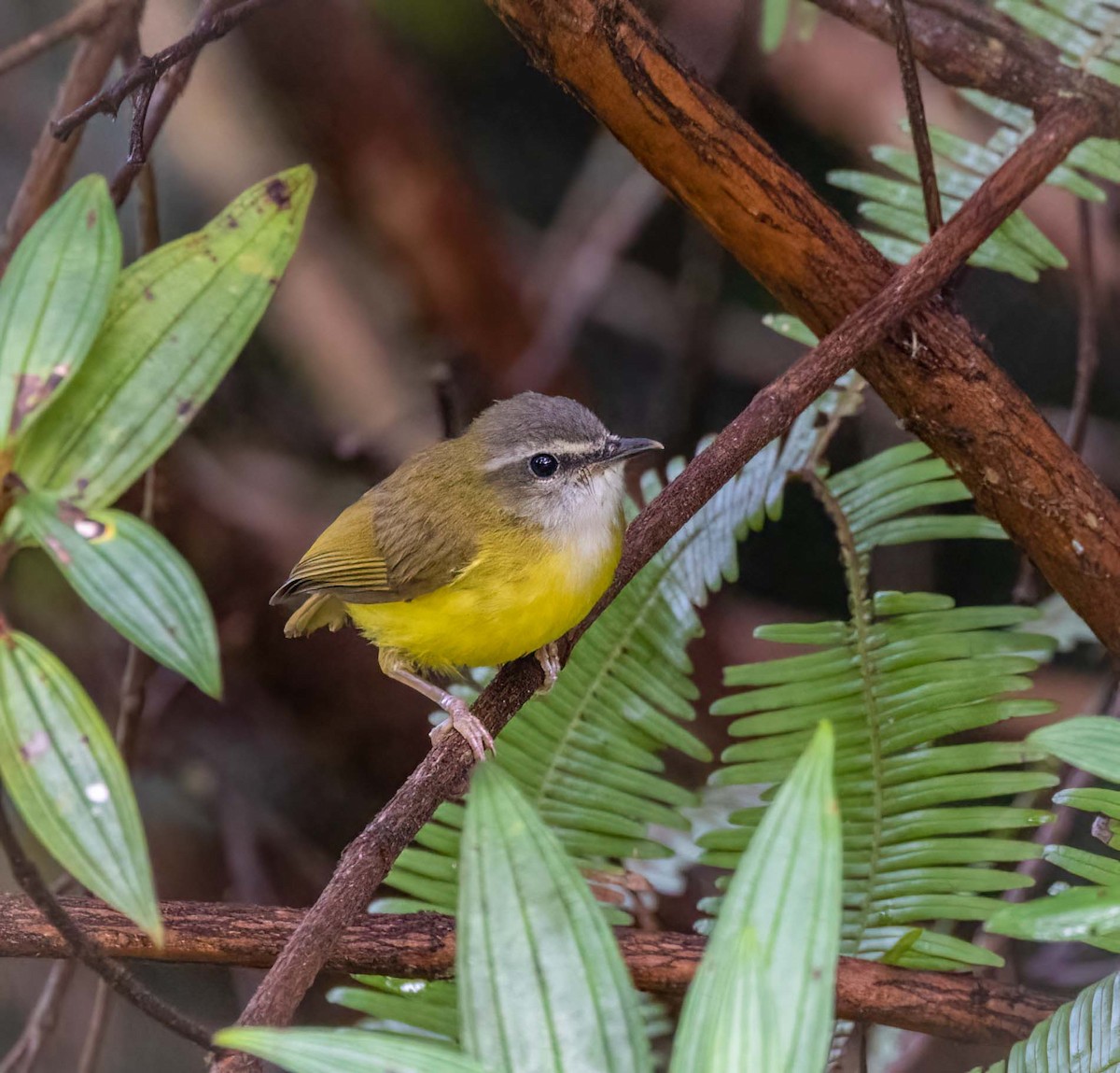 Yellow-bellied Warbler - ML643260786