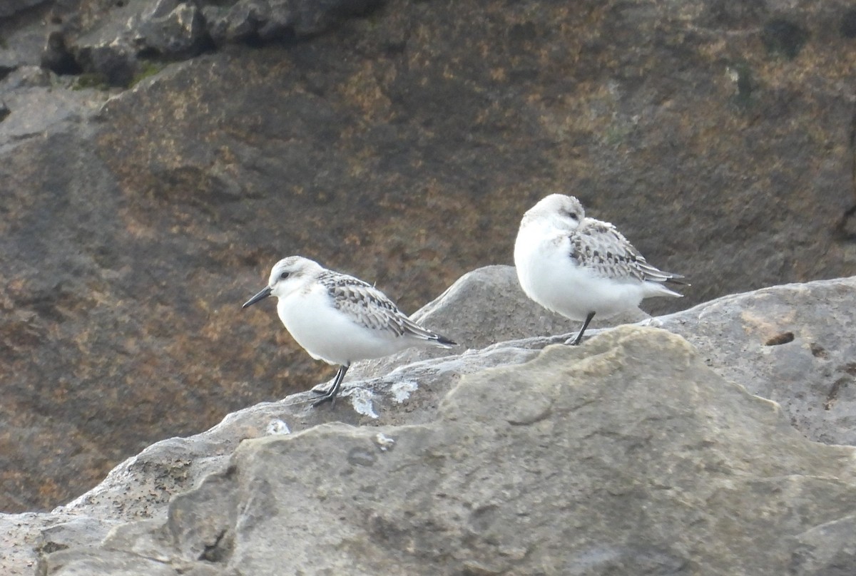 Sanderling - ML643260811