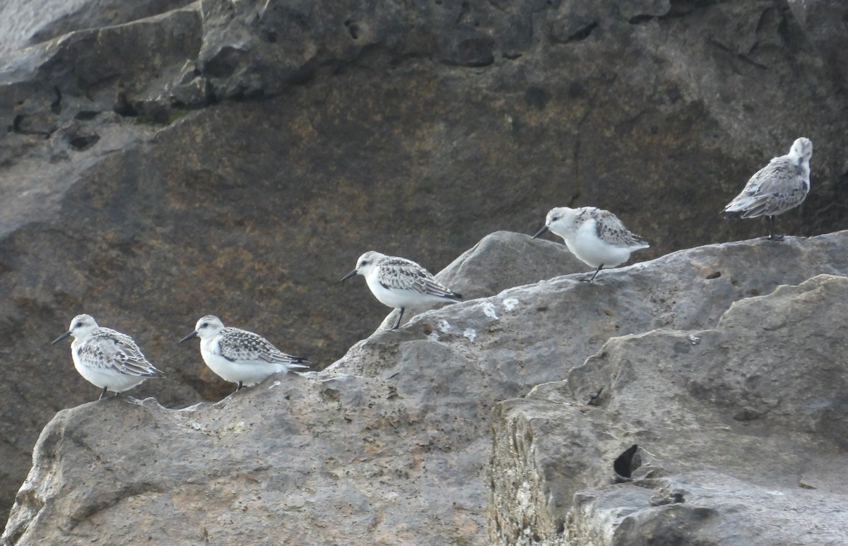 Sanderling - ML643260812