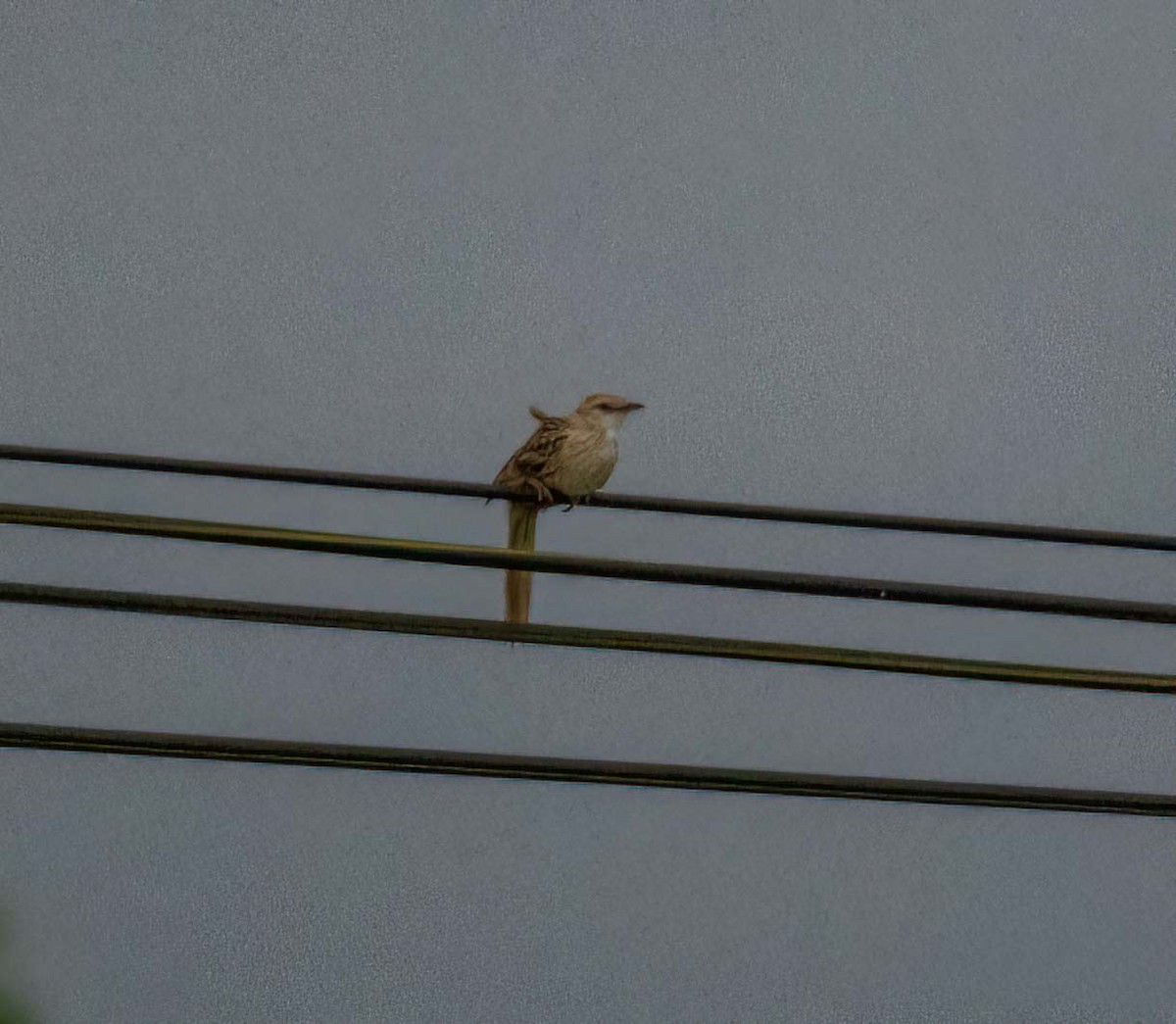 Striated Grassbird - ML643260817