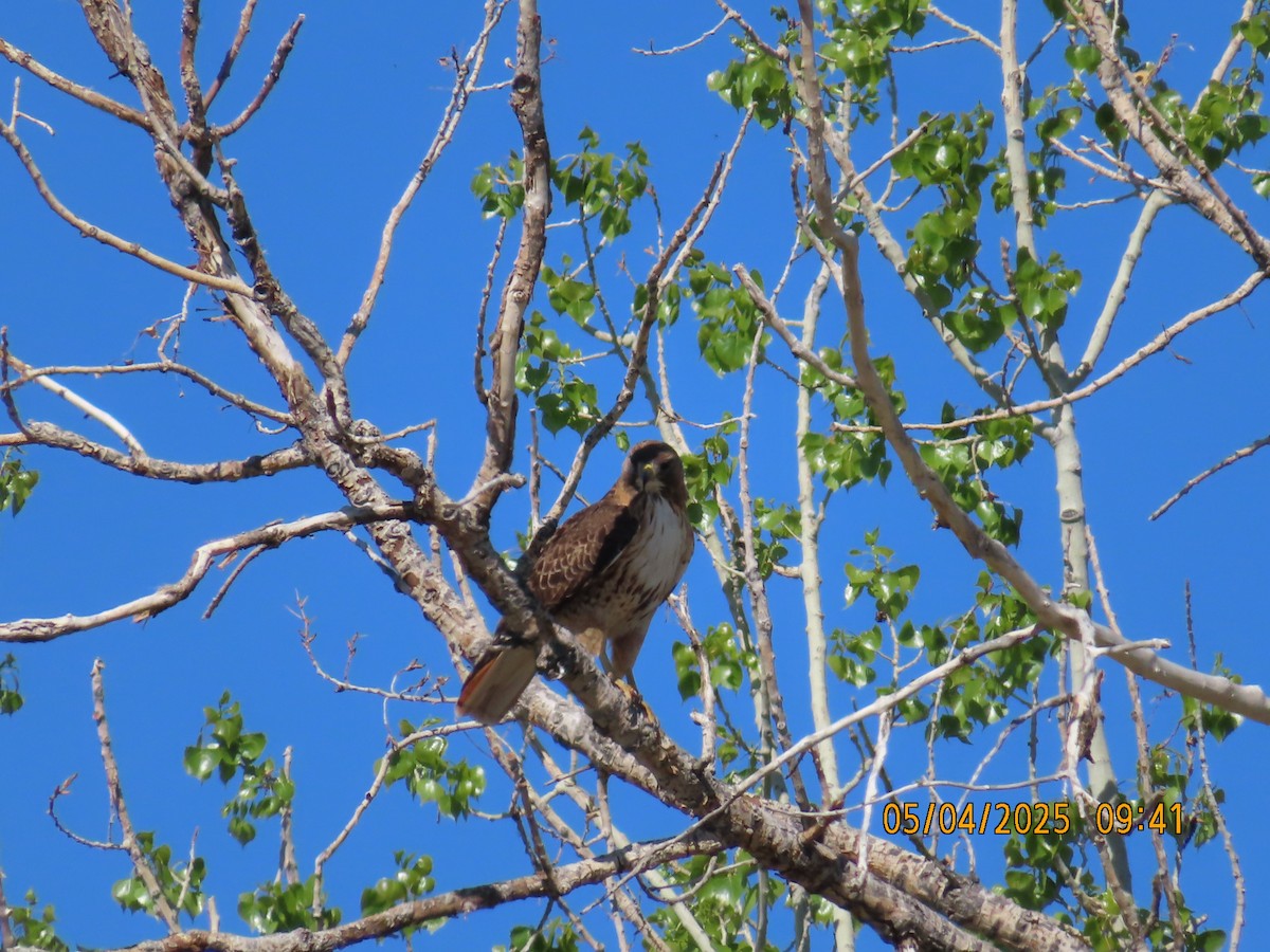 Red-tailed Hawk - ML643260824