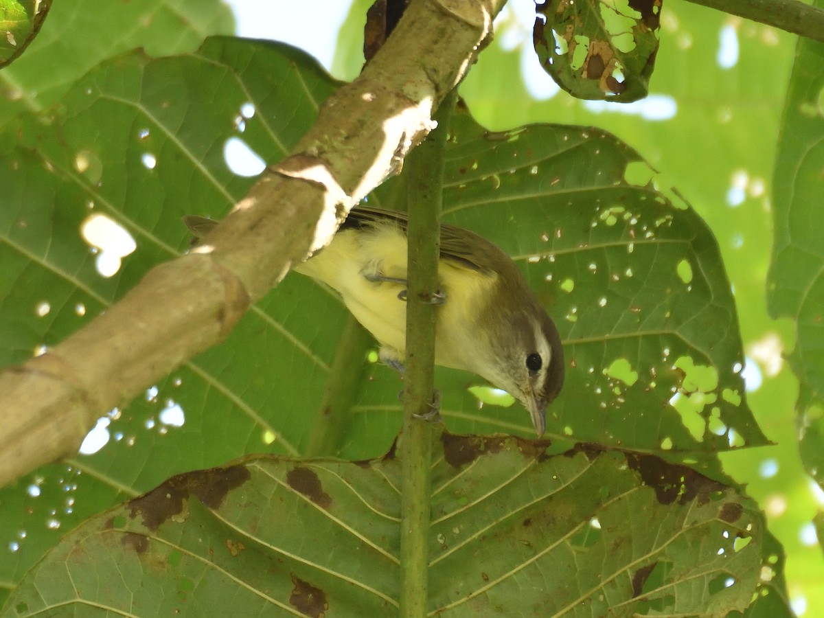 Brown-capped Vireo (Southern) - ML643260827
