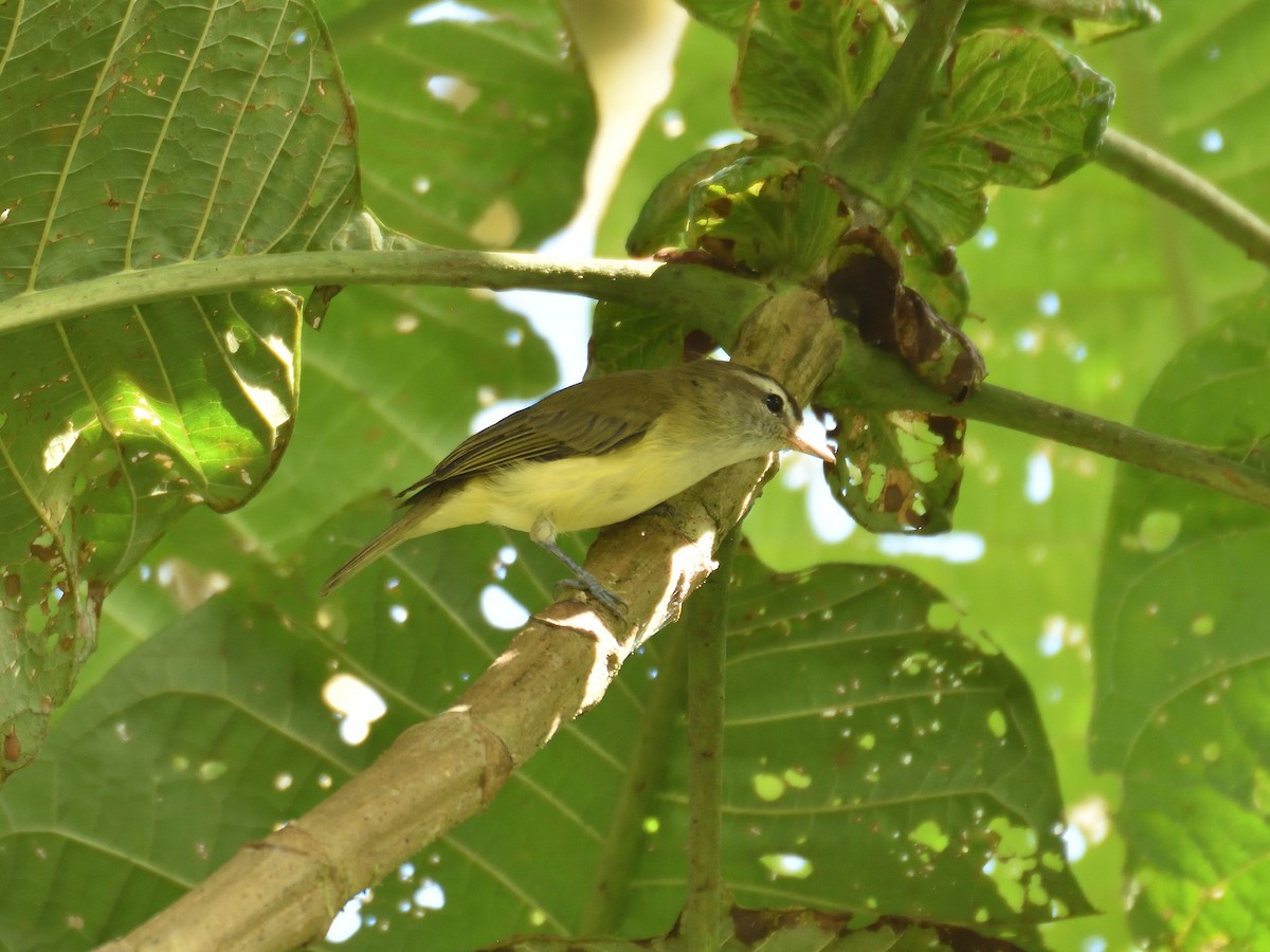 Brown-capped Vireo (Southern) - ML643260828