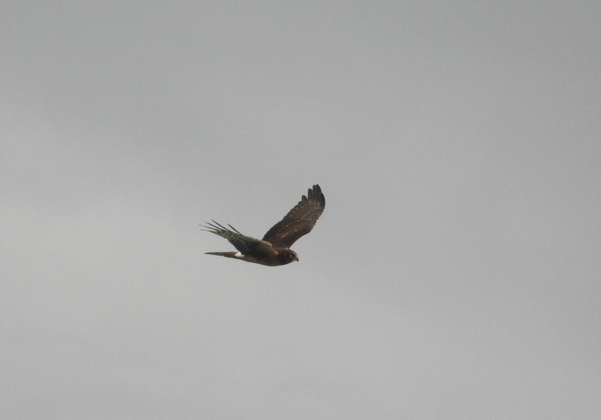 Northern Harrier - ML643260829