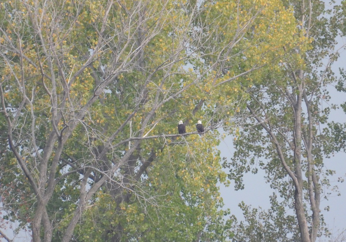 Bald Eagle - ML643260836