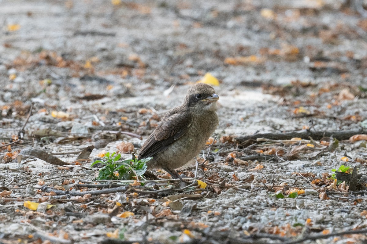 Gray-backed Shrike - ML643260837