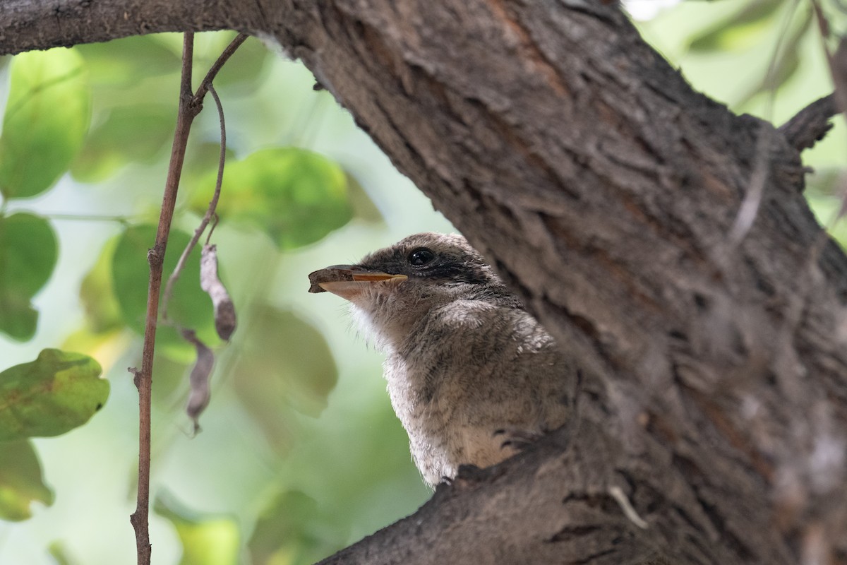 Gray-backed Shrike - ML643260838