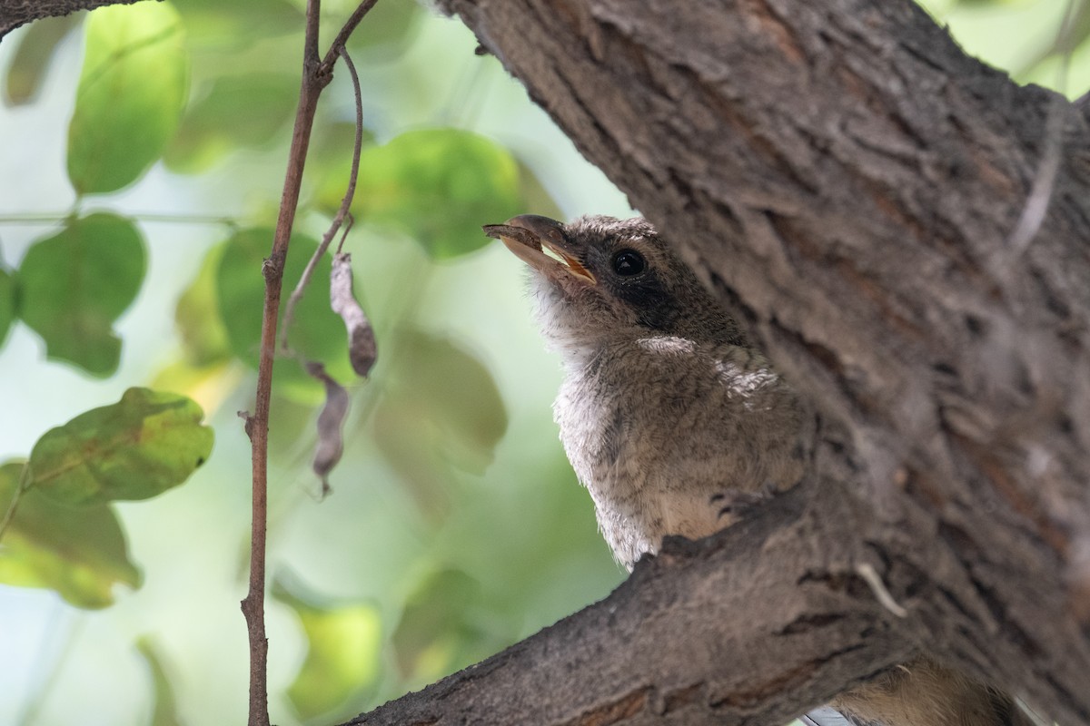 Gray-backed Shrike - ML643260839