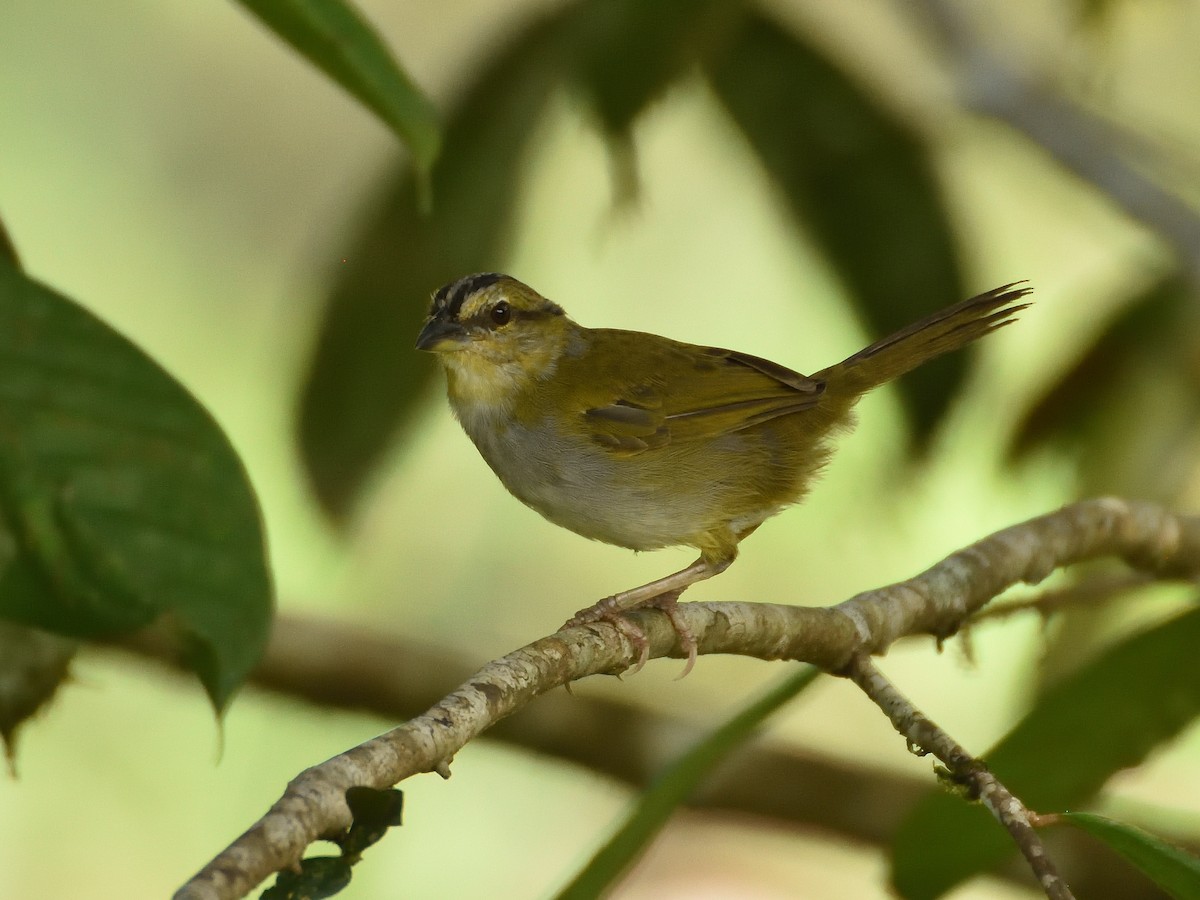 Black-striped Sparrow - ML643260841