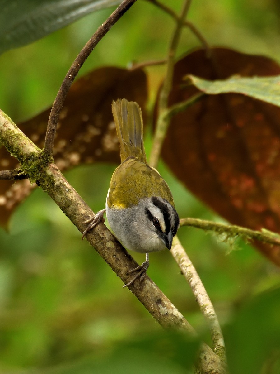 Black-striped Sparrow - ML643260842