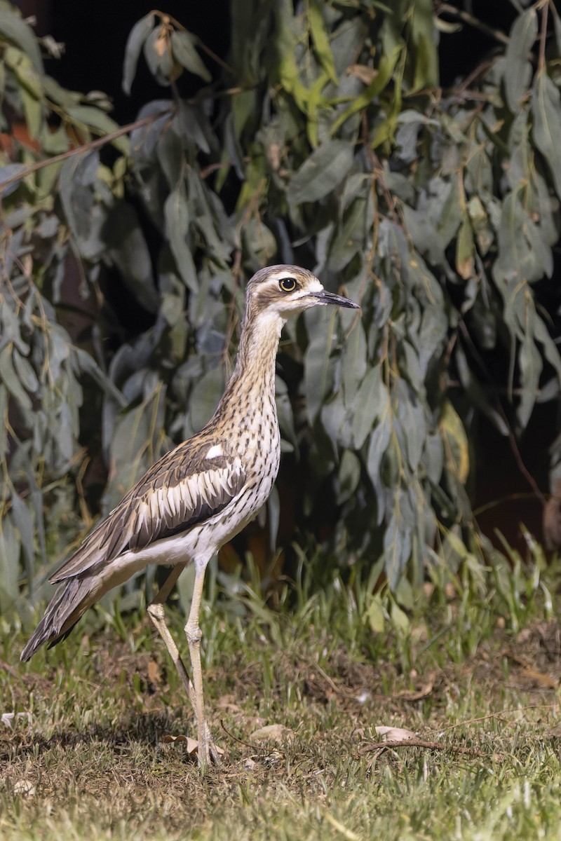 Bush Thick-knee - ML643260845