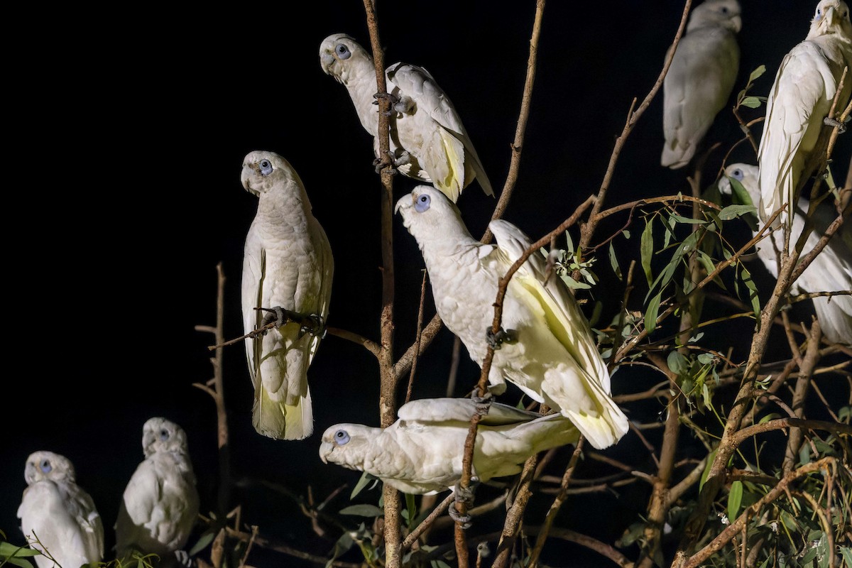 Little Corella - ML643260848