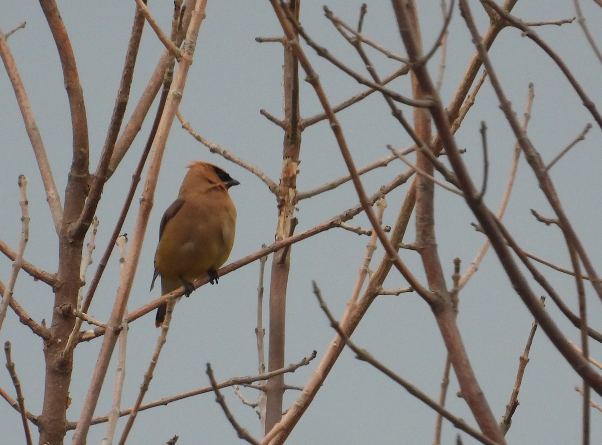 Cedar Waxwing - ML643260849