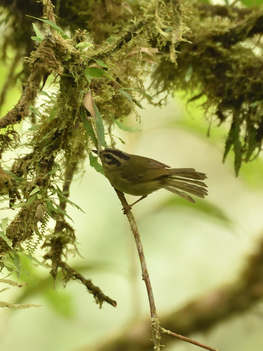 Three-striped Warbler - ML643260851