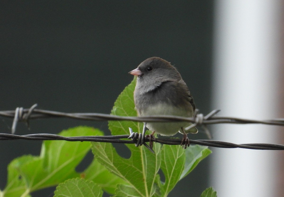 Dark-eyed Junco - ML643260853