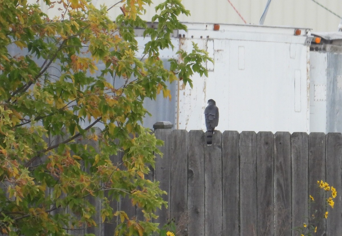 Cooper's Hawk - ML643260860