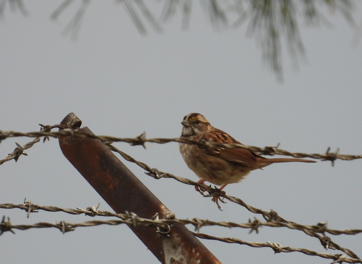 White-throated Sparrow - ML643260866