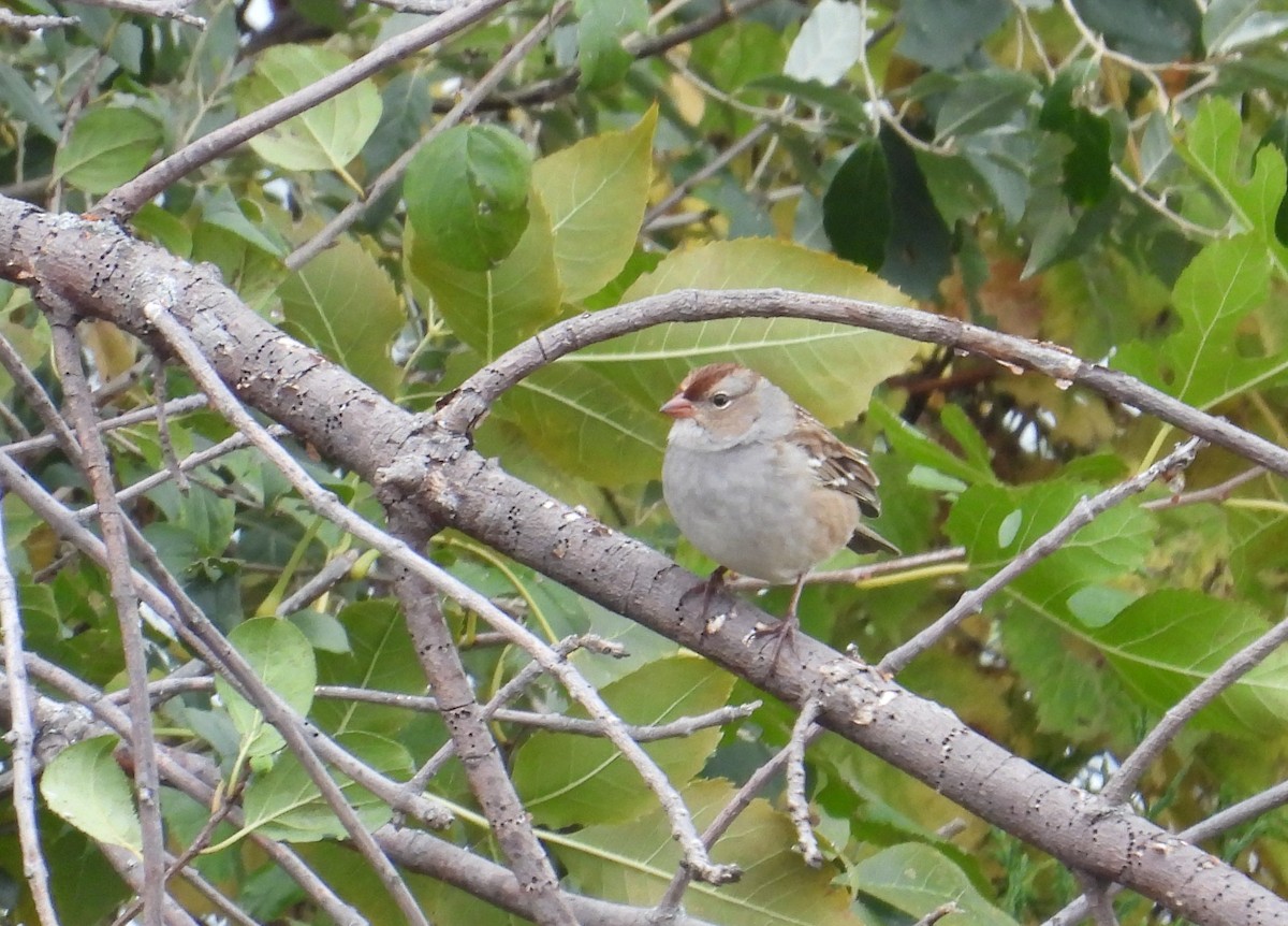 White-crowned Sparrow - ML643260874