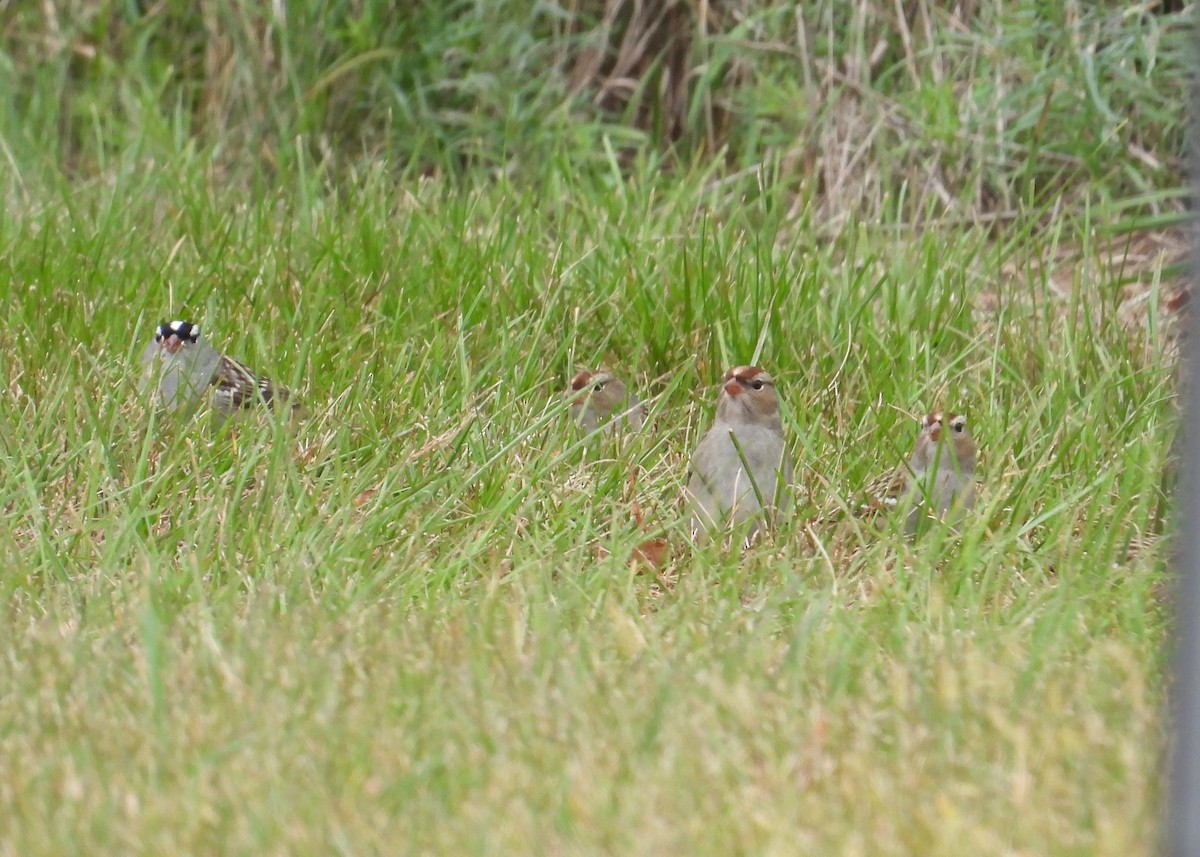White-crowned Sparrow - ML643260875