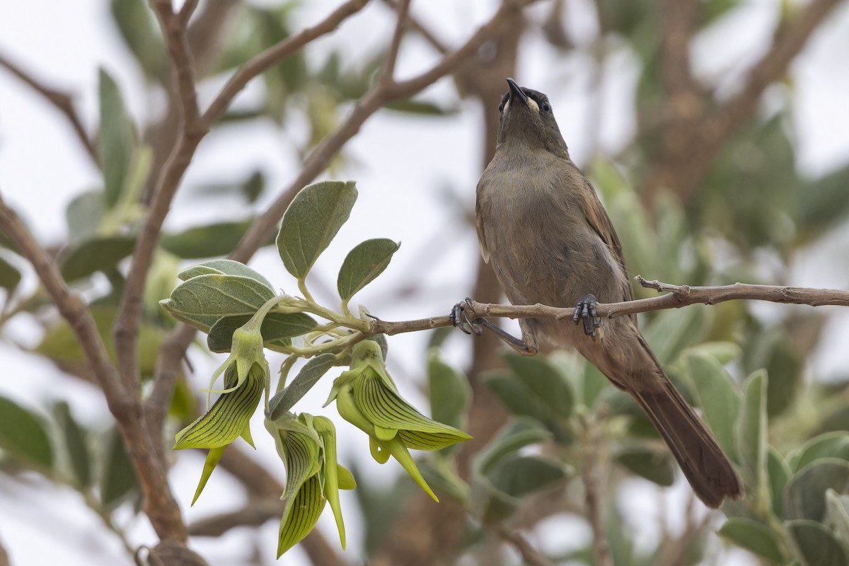 White-gaped Honeyeater - ML643260916