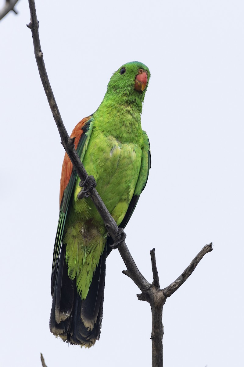 Red-winged Parrot - ML643260965