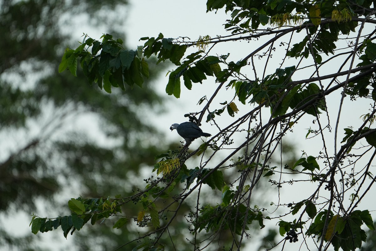 Pacific Imperial-Pigeon - ML643260978