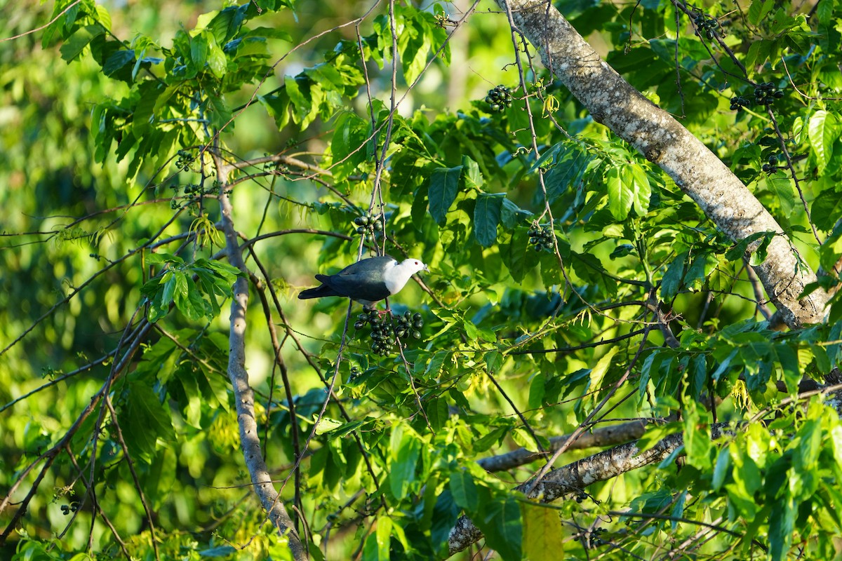 Pacific Imperial-Pigeon - ML643260979
