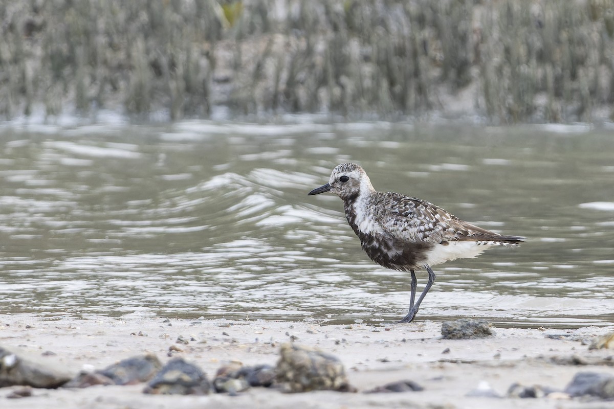 Black-bellied Plover - ML643260982