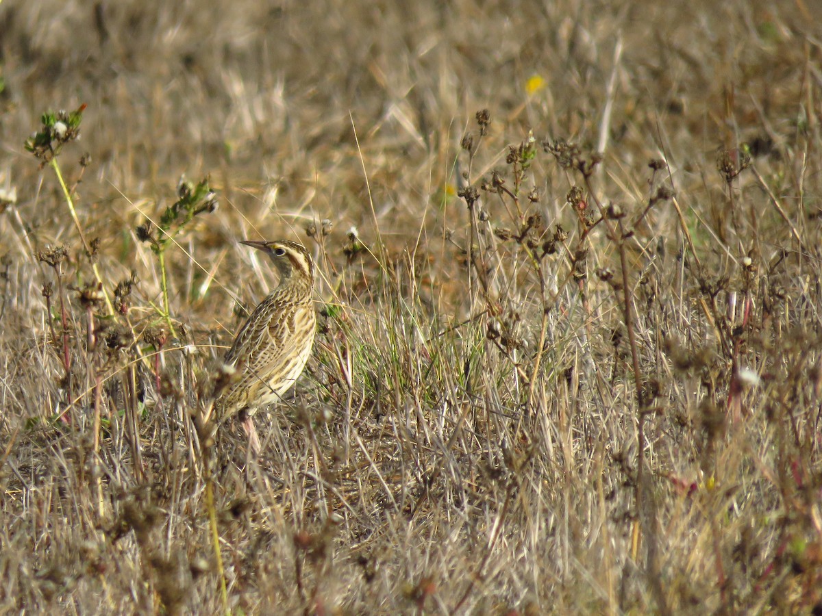 Western Meadowlark - ML643260987