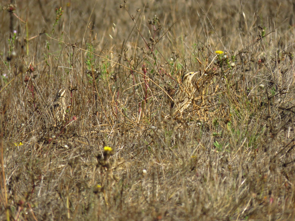 Western Meadowlark - ML643260988