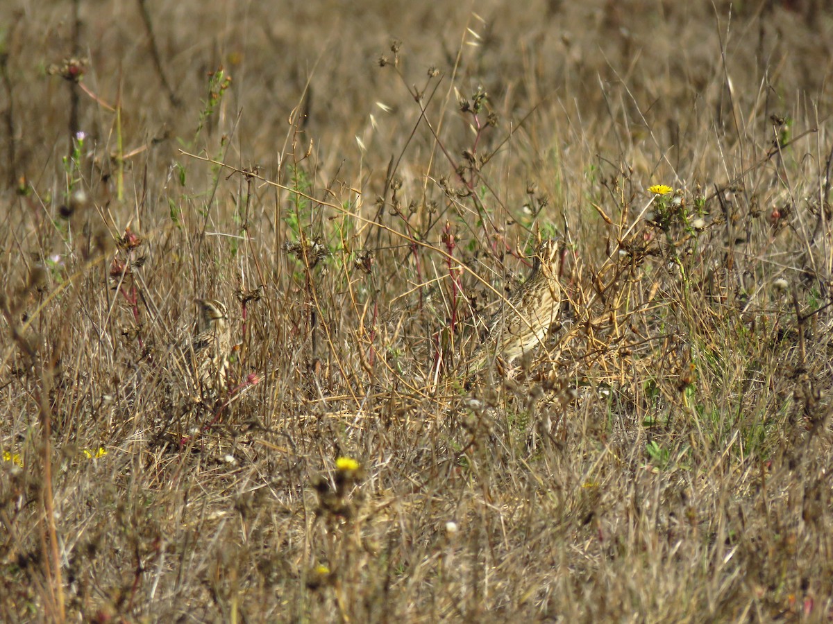 Western Meadowlark - ML643260989