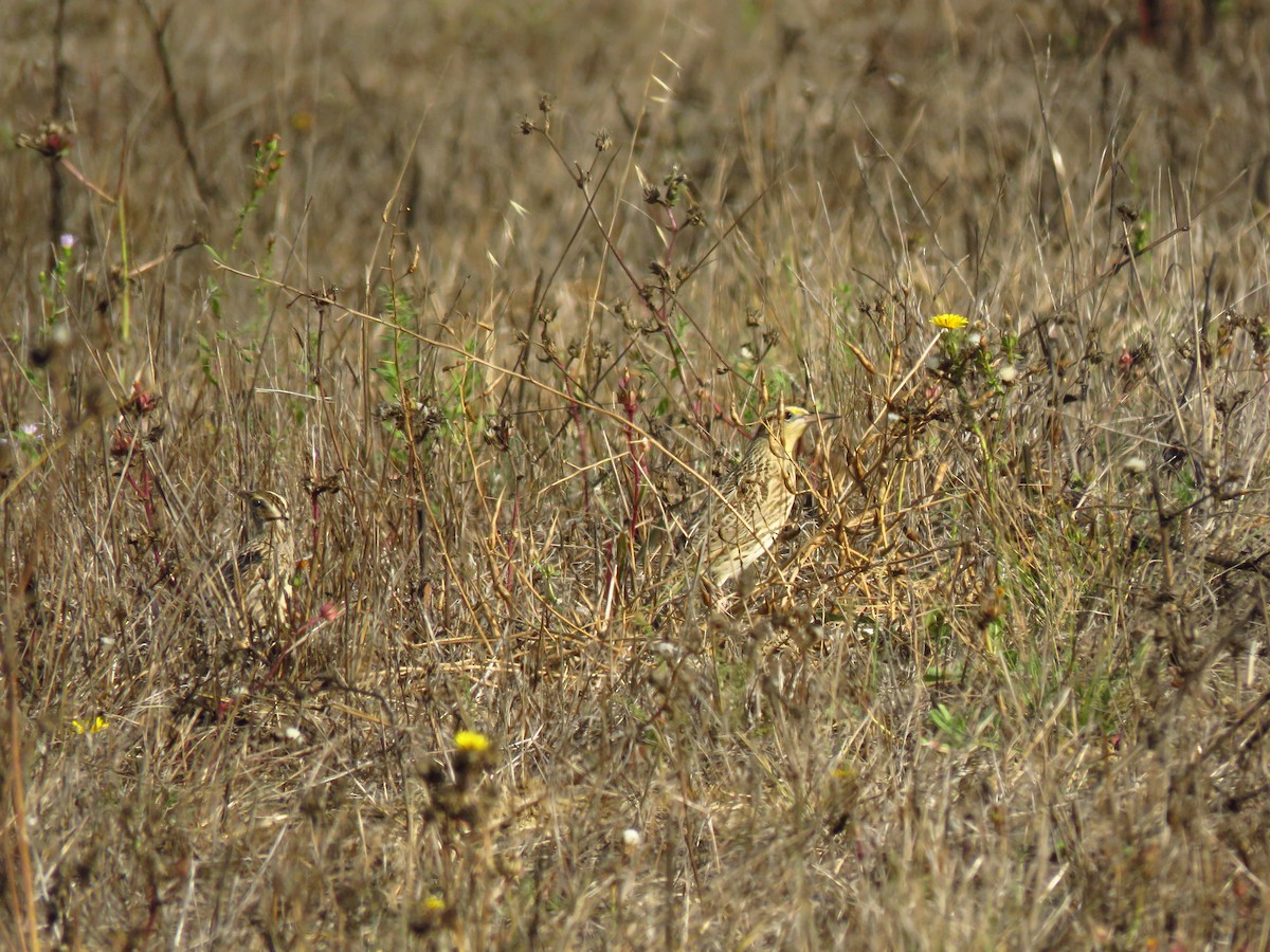 Western Meadowlark - ML643260990