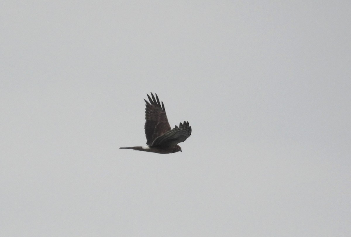 Northern Harrier - ML643260992