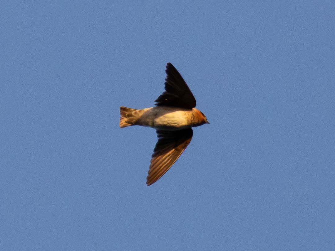 Hirondelle à front brun - ML643261001