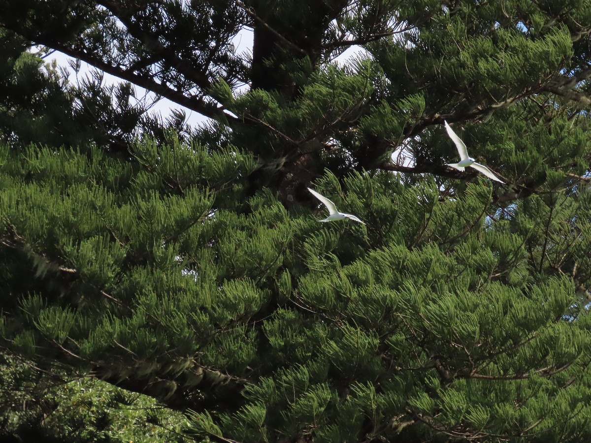 White Tern - ML643261015