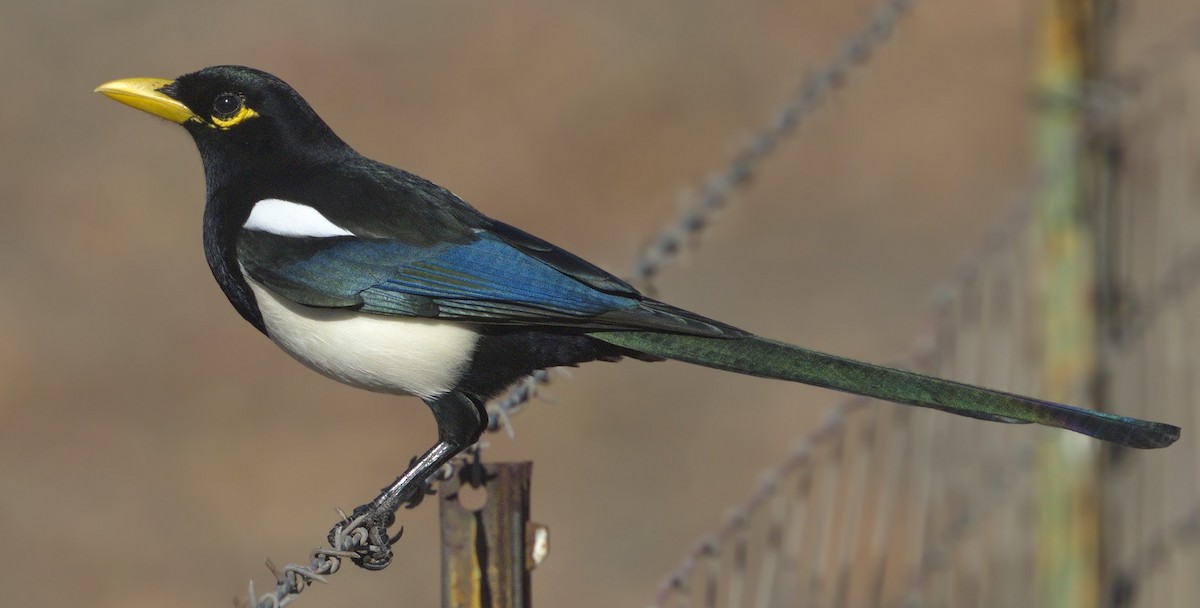 Yellow-billed Magpie - ML643261043
