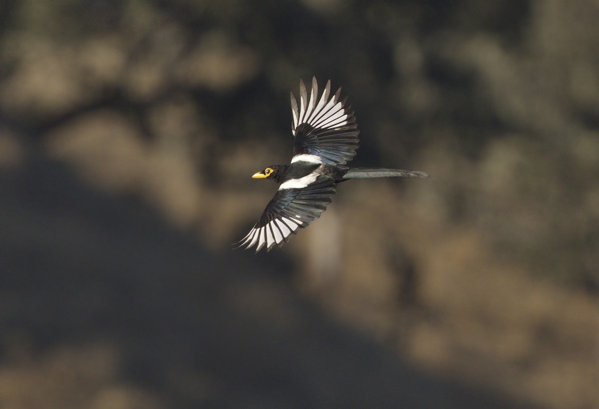 Yellow-billed Magpie - ML643261044