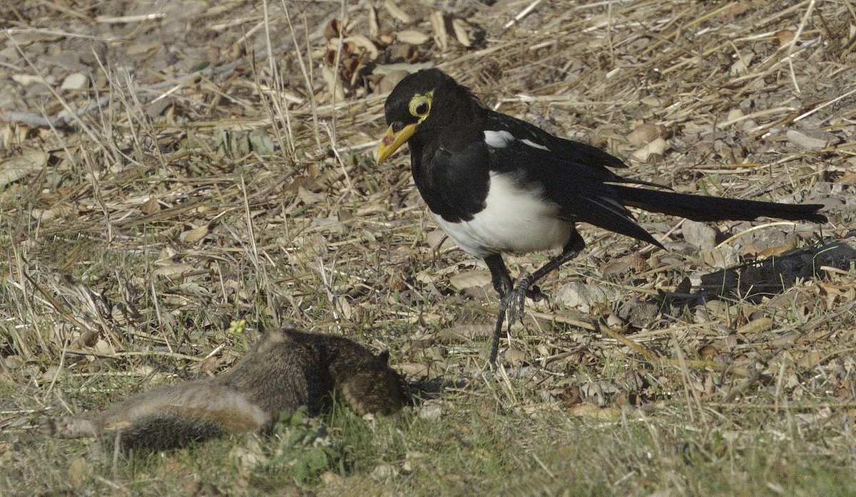 Yellow-billed Magpie - ML643261045