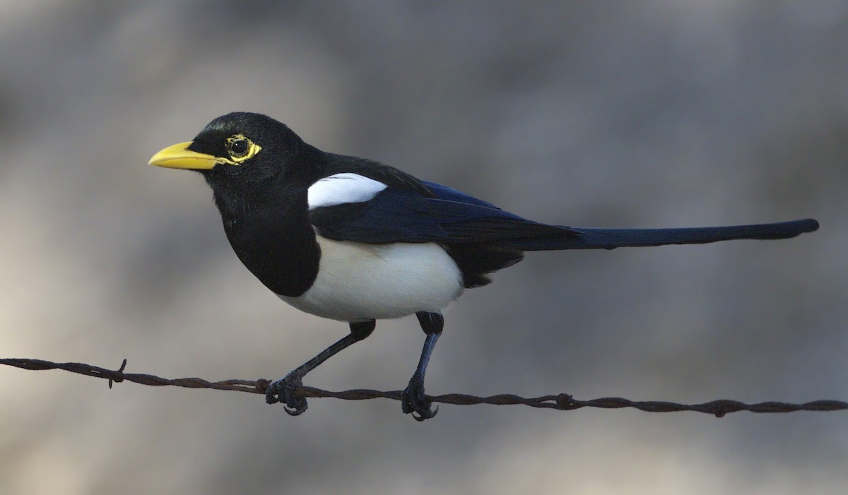 Yellow-billed Magpie - ML643261046
