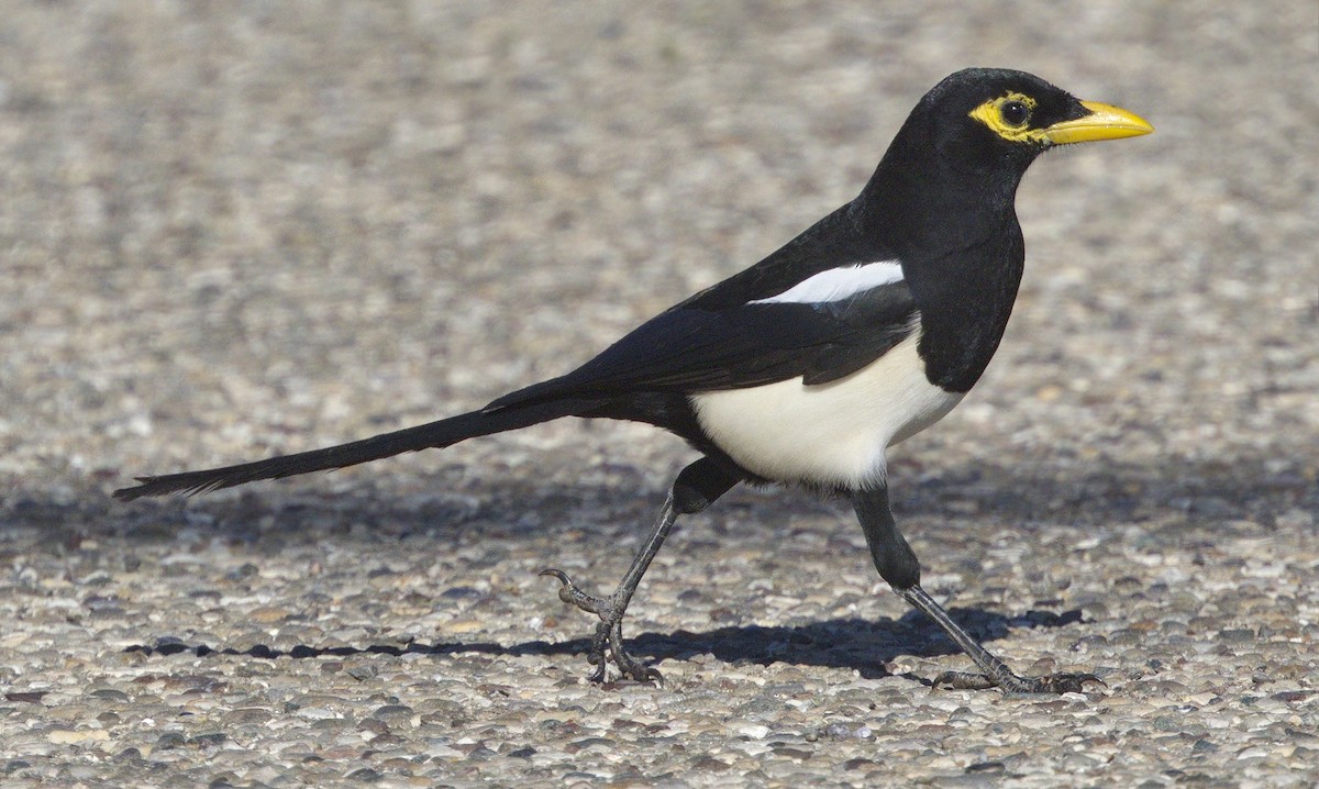 Yellow-billed Magpie - ML643261047