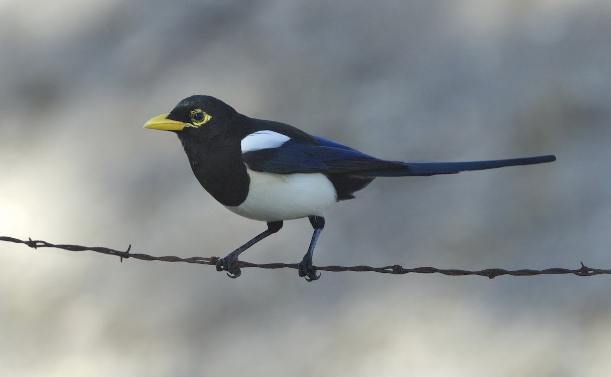 Yellow-billed Magpie - ML643261048
