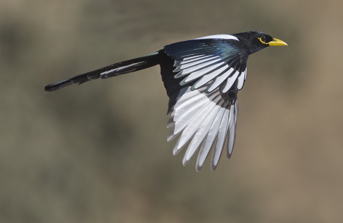 Yellow-billed Magpie - ML643261049