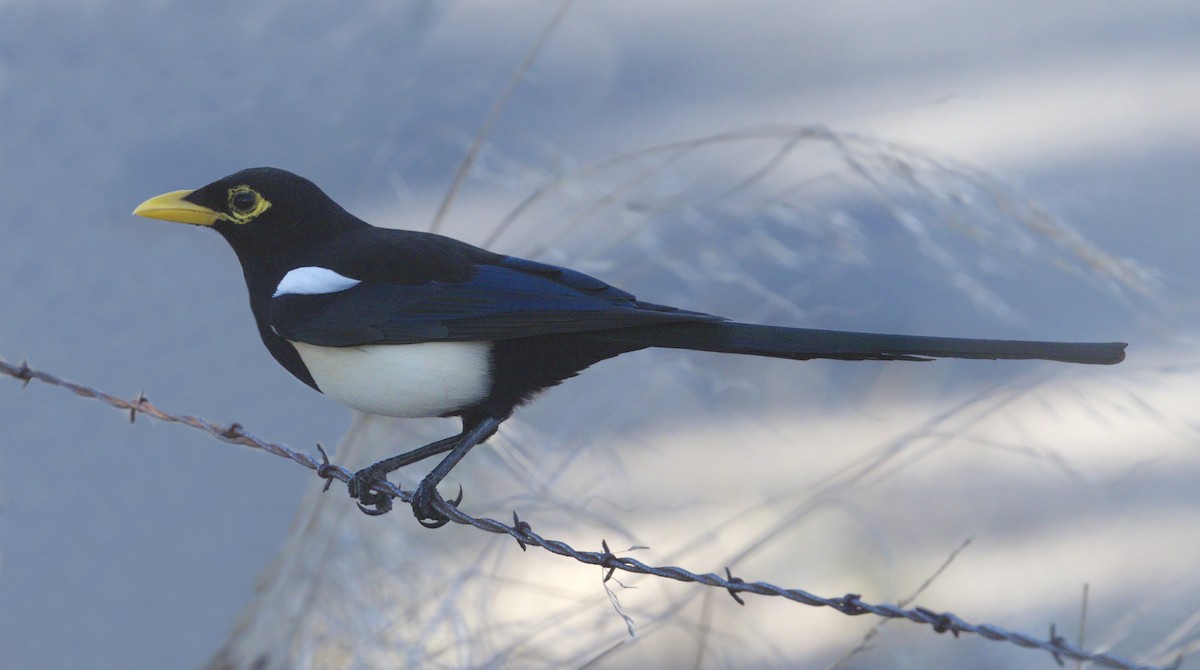 Yellow-billed Magpie - ML643261050