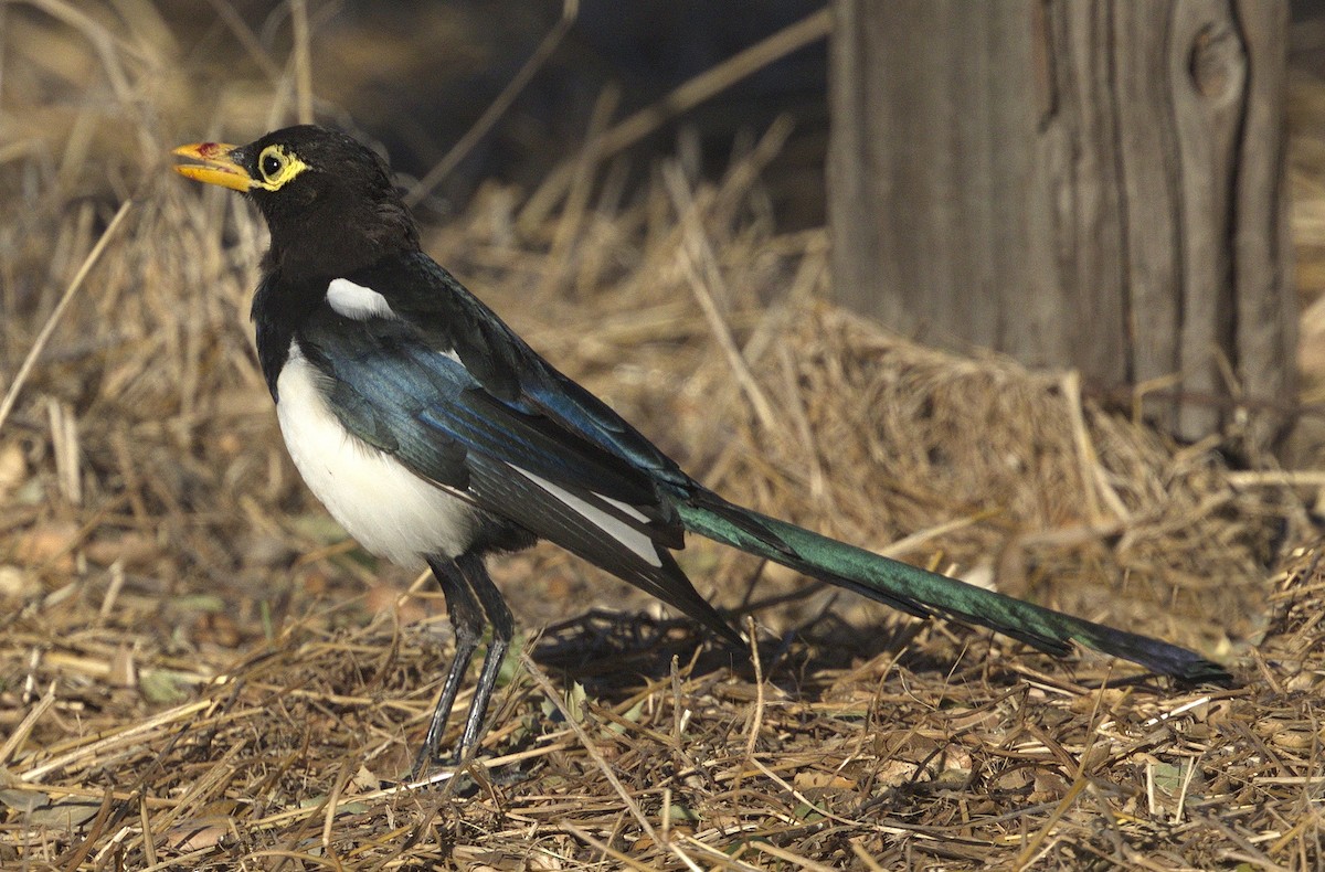 Yellow-billed Magpie - ML643261051