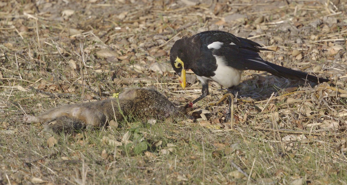 Yellow-billed Magpie - ML643261052