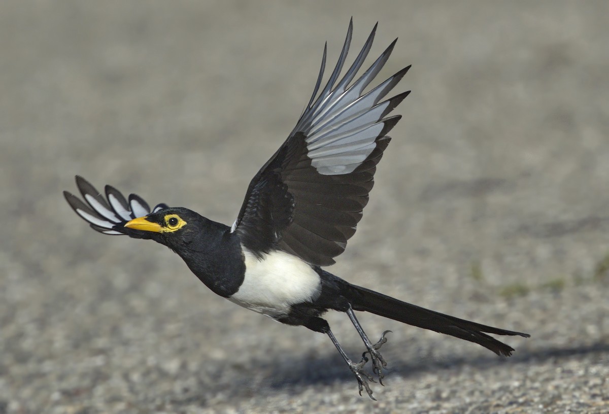 Yellow-billed Magpie - ML643261053