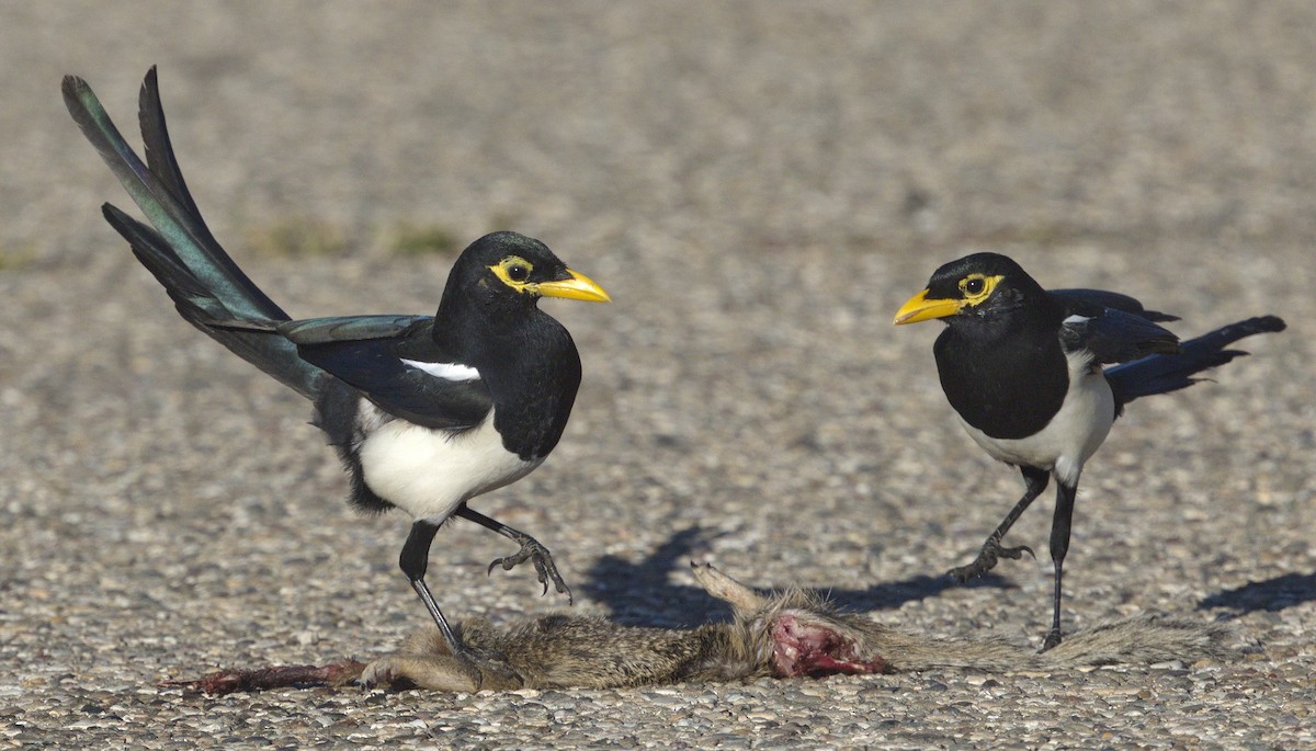 Yellow-billed Magpie - ML643261054